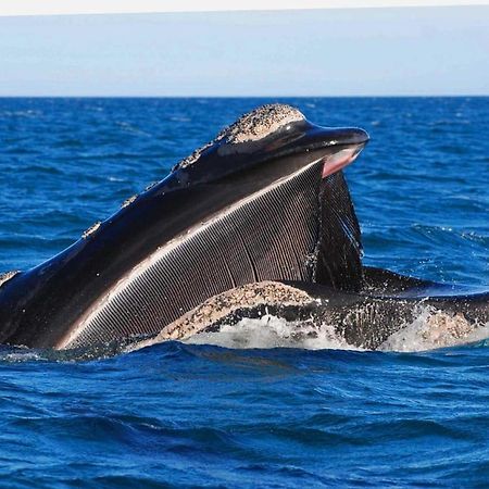 El Canto De La Ballena Loft 1 Puerto Piramides Luaran gambar